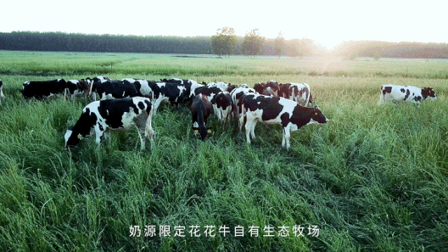 荣誉 | “百家牛场青贮质量评鉴活动”2UP.IO（中国）新蔡瑞亚牧业、河南合源乳业分别荣获一、三等奖